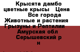 Крысята дамбо цветные крысы › Цена ­ 250 - Все города Животные и растения » Грызуны и Рептилии   . Амурская обл.,Серышевский р-н